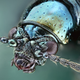 Illustration for article titled Some of the Most Gorgeous Macrophotography Weve Seen in Ages